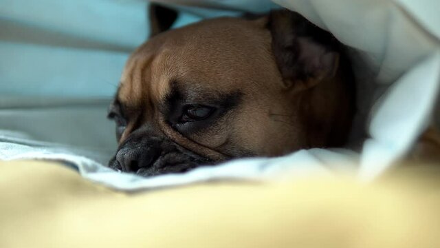 Cute french bulldog puppy lying on a bed covered in a blanket face close-up