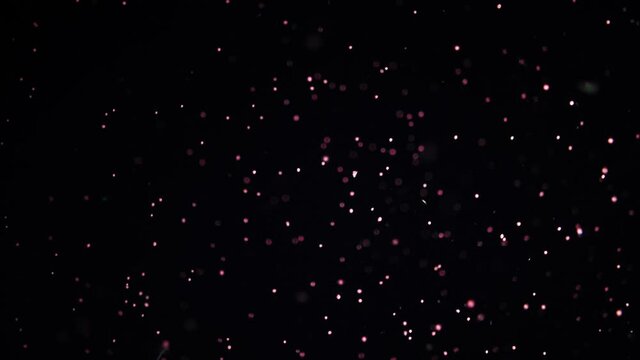 Coral eggs || Coral Spawning 