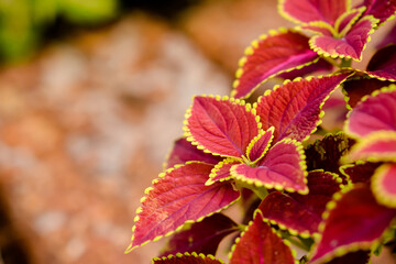 red and yellow leaves