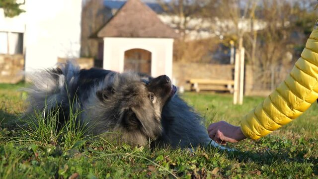 Woman move hand near dog head, give roll command to keeshond dog lying in grass. Active pet follow order, turn around and gets his food. Slow motion Clip.