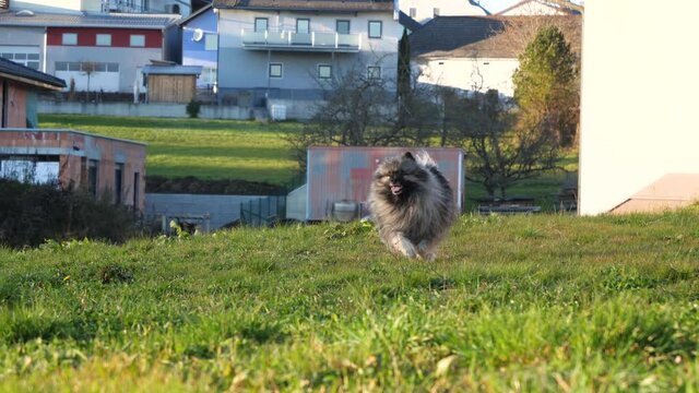 happy keeshond dog ​​runs towards the owner on a green meadow