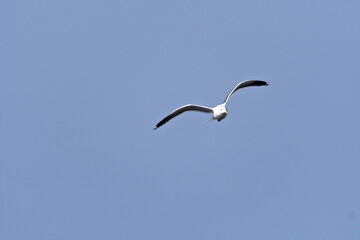 飛んでいるカモメ