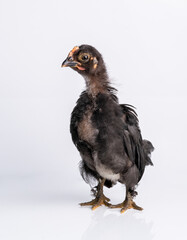 Black bantam chicks stand on a white background.