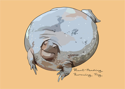 Vector Illustration of Blunt-Heading Burrowing Frog
