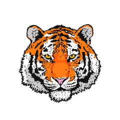 Detailed drawing of a tiger. Tiger head. The symbol of the new 2022.