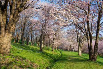 桜が満開の春の公園