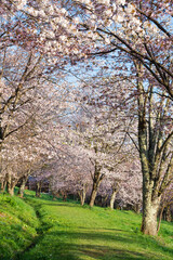 桜が満開の春の公園