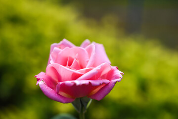 pink rose