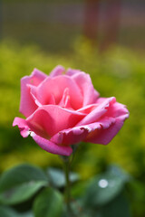 pink rose in garden