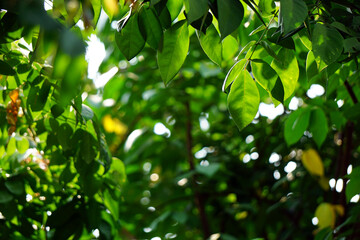 bokeh abstract  nature 
 background bright for design  