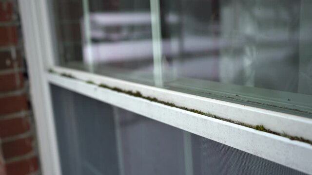 Neglected Double Hung Windows with Dirt and Moss Growing,
reflection of a passerby can be seen.