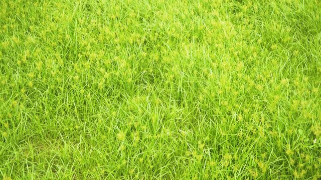 Coco-grass background during spring- Cyperus rotundus plants dancing in the wind in a wild garden.