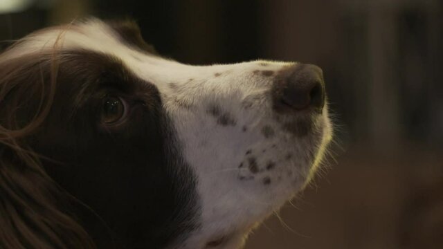 Cocker spaniel looking around the room, close up slow motion