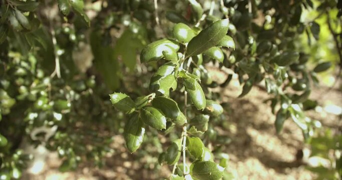 Deep Green Convex Leaves of the Coast Live Oak, Close Up