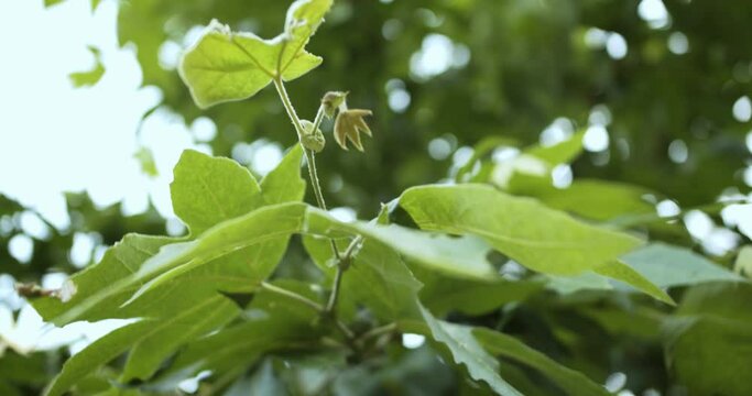 Close Up of California Sycamore Tree Leaves, Slow Motion Shallow Focus
