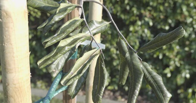 Dry Willow Oak Leaves Hanging in Park