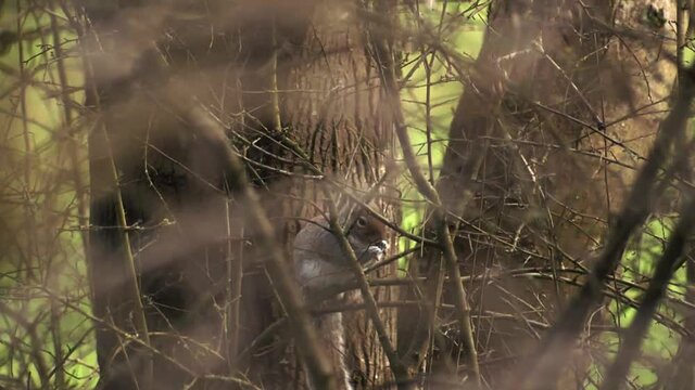 A slow dolly zoom into a squirrel cleaning in a tree