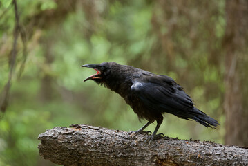 A Raven calls in the forest, perched atop a fallen log ... scientific species name Corvus corax, 