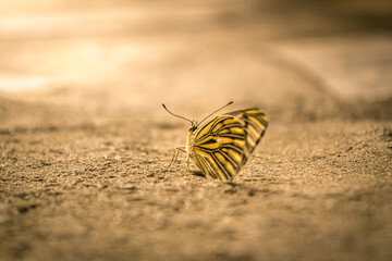 Fototapeta na wymiar Yellow butterfly illuminated by soft light