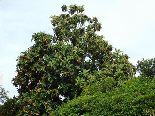 A loquat, or Eriobotrya japonica tree with fruit at springtime, in Glyfada, Greece