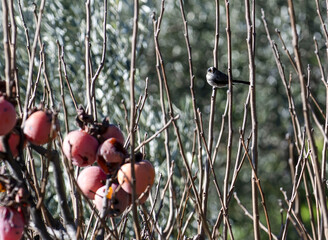 Long tailed tit bird on a cagus plant