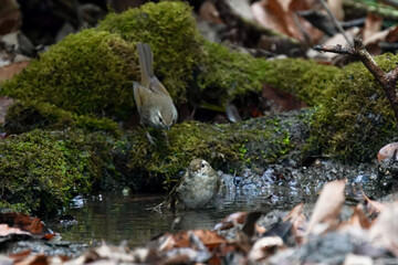 japanese warbler in the forest