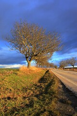 Naked broadleaf tree lane next to asphalt road, winter late afternoon day with stormy clouds emerging. Reflector posts next to the road are visible. 