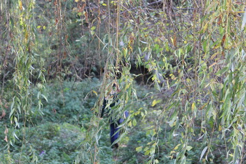 Naklejka na ściany i meble figure behind willow leaves near the water 