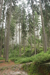 pine forest in the morning