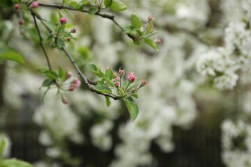 blossom in spring