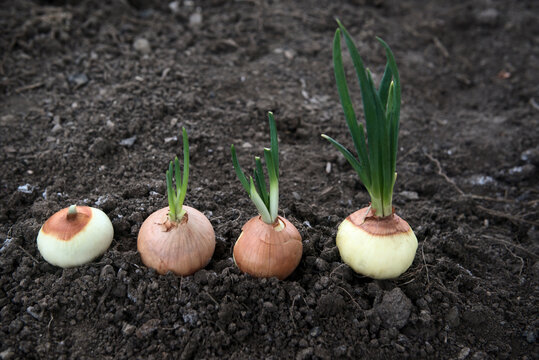 Sprouting onions on field