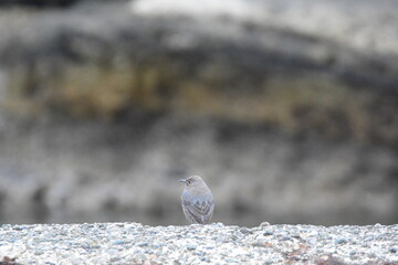 海辺のイソヒヨドリのメス