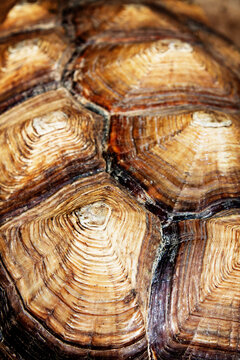 Close-up of turtle shell