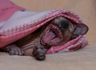 A young sphinx is lying under a blanket on the bed .