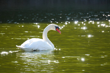 Bealtiful Swan