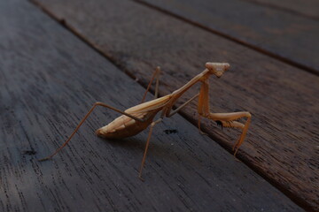 Praying Mantis
