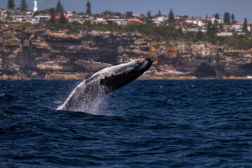 Fototapeta premium Whale Breach