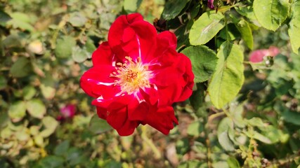 Fototapeta na wymiar Red Rose