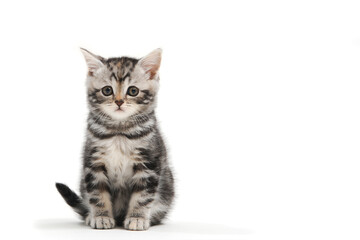 Fototapeta na wymiar a striped purebred kitten sits on a white background