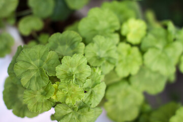 Green balcony geranium leaves background