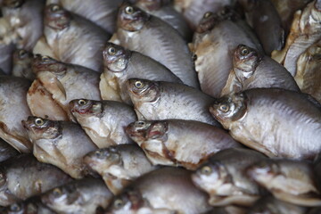 fish in the fish market 