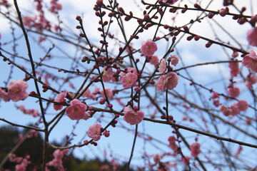 ピンクの梅の花