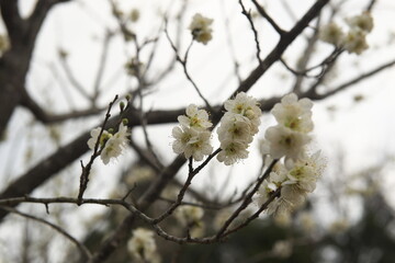 白い梅の花