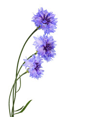 Fototapeta premium Purple knapweed flowers in a bouquet isolated on white