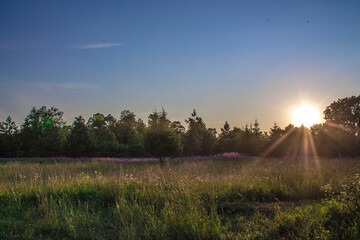 sunset in the field