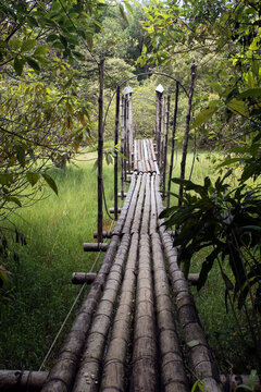 Bamboo footbridge in forest