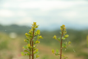 Obraz premium The green treetops have a background of green and dull white mountains.