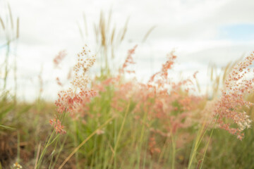 Light red close-up grass flower in the middle of the meadow with a sky background and white clouds.