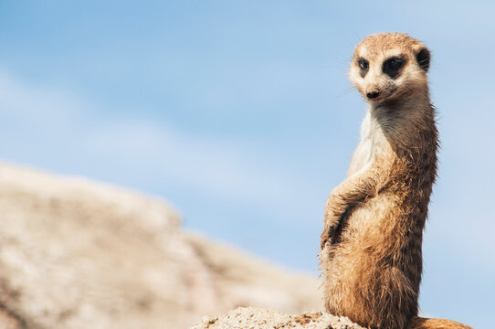 Close-up of meerkat on rock against sky