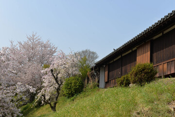 cherry blossom with a temple 